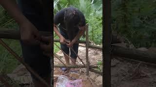 Single mother lives alone - Builds fence - Harvests dragon fruits to sell.mp4 #singlemomlife