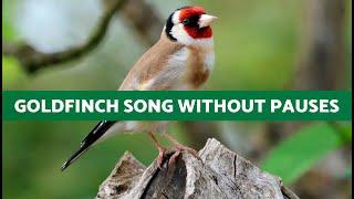 MIXED GOLDFINCH SONG with PAUSES for TEACHING 30 minutes