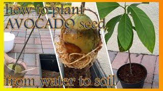 How To Plant Avocado Tree In Soil  Transplanting An Avocado Seed From Water to Soil