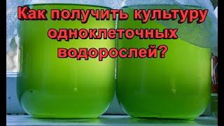 Разведение одноклеточных водорослей. Как получить культуру?