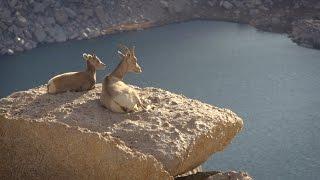 Bighorn Sheep - Yosemite Nature Notes - Episode 27