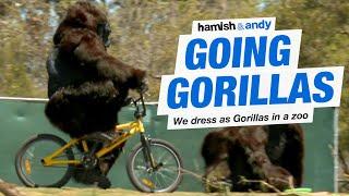 Going Gorillas  Hamish & Andy