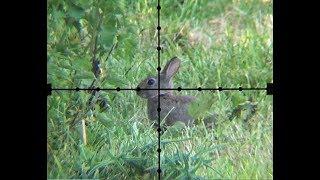 The Airgun Show – Squirrel and rabbit scope-cam hunting PLUS the Walther LGU Varmint on test