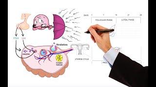 Pharmacology – MENSTRUAL CYCLE AND HORMONAL CONTRACEPTIVES MADE EASY