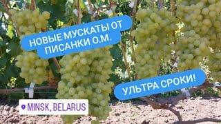 Ультра ранние формы винограда - Писанко О.М. Беларусь.