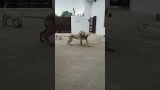 Masti timeDogo ArgentinoPuppies #dog #puppy #trending #shorts #viral #guard