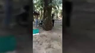 WIK WIK mesum DI KEBUN SAWIT asli ceweknya telanjang  gerebek orang pacaran....