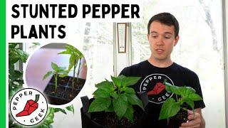 Why Are My Plants Not Growing? Stunted Pepper Plants - Pepper Geek