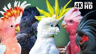 Most Beautiful Cockatoos on Earth  Vibrant Colors & Serene Nature Sounds  Breathtaking Nature