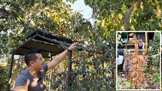 How Tropical Fruit Trees Handle Frost Year After Year