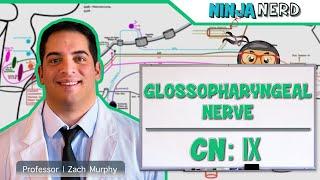 Neurology  Glossopharyngeal Nerve Cranial Nerve IX
