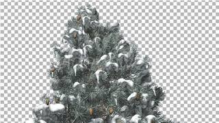 Blue Spruce Snow on a Branches Cones Winter  Motion Graphics - Envato elements