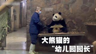 熊猫幼儿园园长谭爷爷和熊猫们的故事：带了无数届熊猫，每个小熊都喜欢，性格最好的是花花