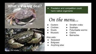 First Detector Webinar on Invasive European Green Crab