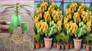 use banana fruit for propagate mango tree growing fast