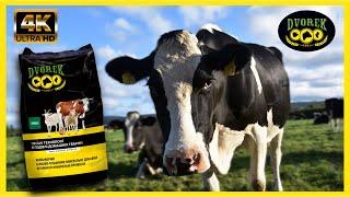  Як підвищити надій молока корови?  Чим кормити корову?  БМВД 20% для лактуючих корів  DVOREK