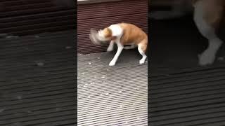 Huge Rat caught by Dog in Garden in London 5+million views