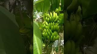 colhendo banana nanica e maça # ajuda nosso #canal