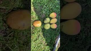 Don’t Plant Alphonso Mango in S Fla