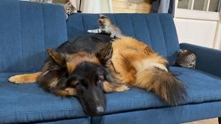 5 Kittens Climb All Over German Shepherd  His Reaction Will Melt Your Heart