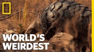 Pangolin  Worlds Weirdest