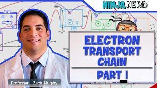 Metabolism  Electron Transport Chain DETAILED  Part 1