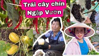 Trái Cây Chín Mọng Khu Vừờn Của Mẹ .Suýt Cháy Nhà Vì Nồi Canh