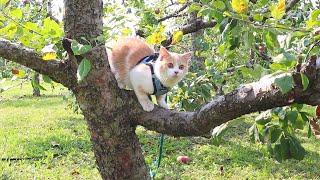 带我家猫去采摘苹果，满园子的树木她好开心。面对小孩子的追逐和抚摸也很友好淡定。 Petlog 9 