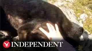 Watch moment rock climber fights off bear on mountain cliff edge