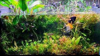 My 5 Year Old Jungle Style Nature Aquarium. 50 Gallon Planted System With Wholistic Micro Ecosystem