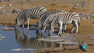 ETOSHA  El Gran Lugar Blanco   África extrema 4  ANIMALES SALVAJES  DOCUMENTAL NATURALEZA