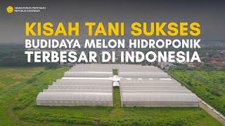 BUDIDAYA MELON HIDROPONIK TERBESAR DI INDONESIA