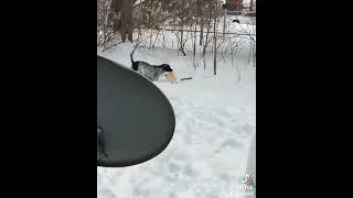 Fitz playing in snow with shovel. trying to help humans. dogs can do anything  kind of