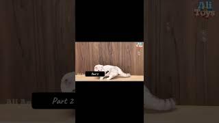 Video lucu kucing bikin ngakak abis #kucing #lagu #humor #ngakak #abis