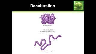 Protein Denaturation - Quick Explanation