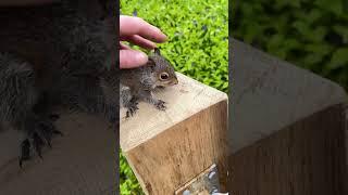 Baby squirrel lets me pet him