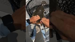 Jigging Up Fluke With Shrimp Lures