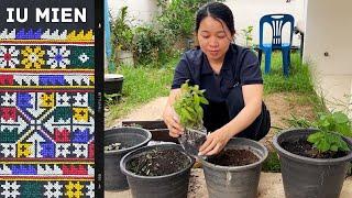 Planting a Veggie Garden at Home  Iu Mien Vlog