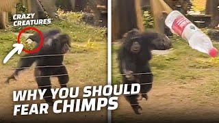 Dont Mess With Chimpanzees