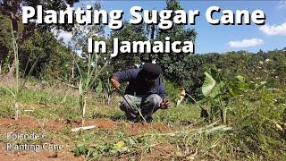 PLANTING SUGAR CANE IN JAMAICA