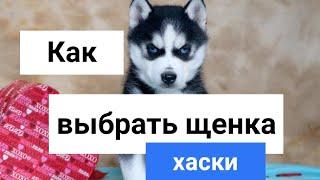 Как выбрать щенка хаски  How to choose a husky puppy ?