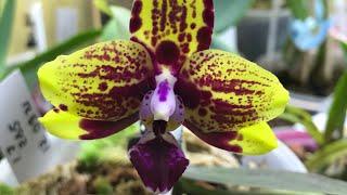 Боже збережи нашу Українучервень2023 Фаленопсиси#украіна #війна #orchid