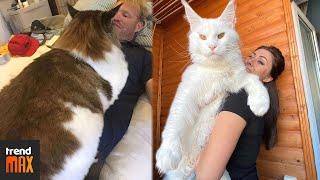 THE BIGGEST MAINE COON CATS