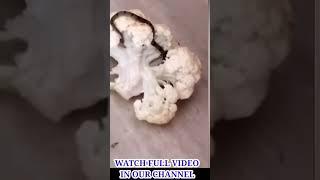 Snake in cauliflower  Caught On Camera  TAMIL AMAZING FACTS  #Youtubeshorts #Shorts  #tamil