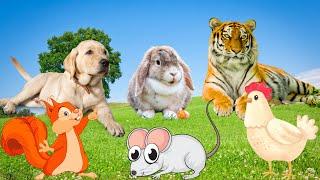 Animal food - Dog Tiger Chicken Rabbit Mouse - Funny animals