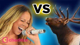 This Animal Can Teach You to Sing Like Mariah Carey - Cheddar Explores