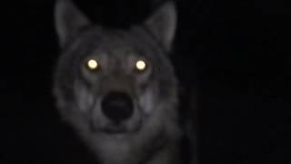 A wolf in the night at Järvzoo