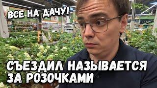 Съездил называется за розочками по акции. Уже даже в Ашан спокойно сходить не могу все для дачи