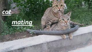 cat mating
