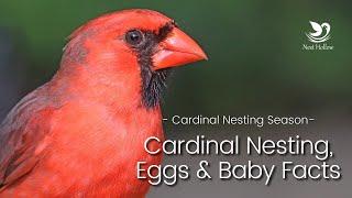 Cardinal Nesting Breeding and Baby Facts Northern Cardinal Nesting Season
